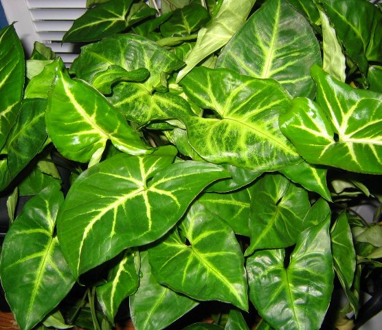 Florida arrowhead plant