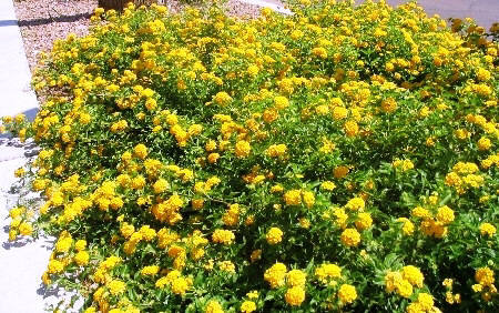 Florida lantana plants