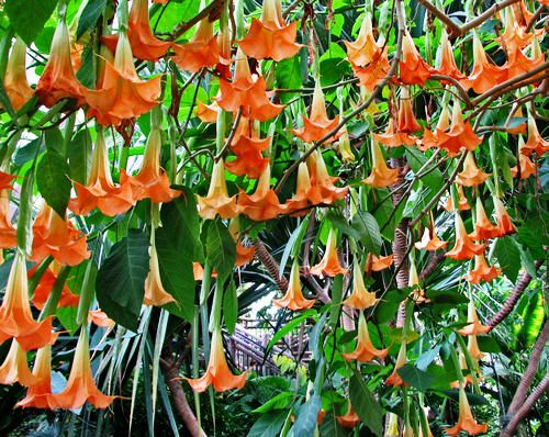 angles trumpet plant