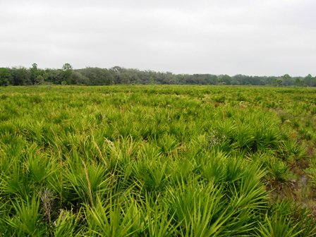 dry prairie founnd in central Florida