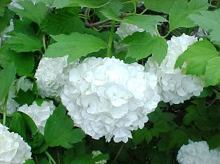 viburnum plant inflorida attracts butterflies