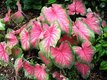 close up caladium plant in Florida