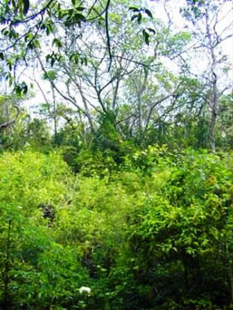 hammock ecosystem in Florida